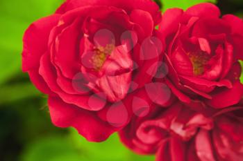 Red roses in summer garden, macro photo with soft selective focus