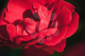 Scarlet rose flower fragment, macro photo with soft selective focus