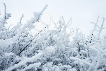 Tree branches covered with show and frost, winter nature
