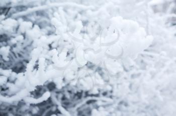 Tree branches covered with show and frost, winter nature,  background photo