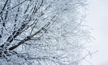 Tree branches with show and frost, winter nature,  background photo