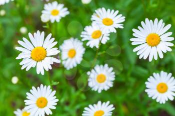 Chamomile, summer flowers background photo with soft selective focus