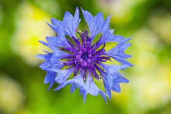 Cornflower. Blue flower closeup photo with soft selective focus