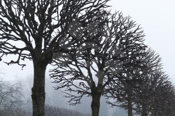 Bare trees grow in a row in foggy autumn park