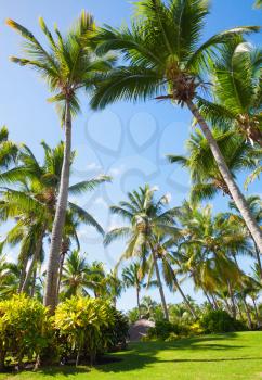 Palm trees and fresh green grass, Atlantic ocean coast, Dominican republic, Punta Cana resort