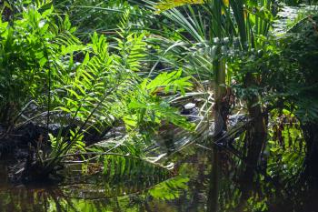 Wild tropical forest landscape with green plants growing in water