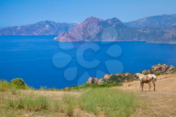 Horse grazing on the coastal hills of South Corsica, France