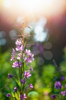 Flowers in a sunlight at summer day. Chamaenerion vertical close up photo with selective focus