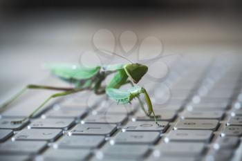 Software bug metaphor, green mantis walks on a laptop keyboard, macro photo with selective focus