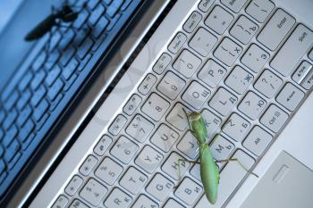 Software bug metaphor, green mantis is on a laptop keyboard, top view