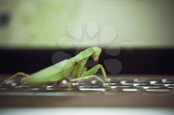 Software bug metaphor, green mantis sitting on laptop keyboard