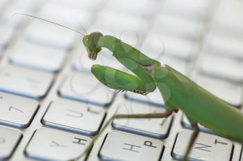 Software bug metaphor, mantis walks on a laptop keyboard