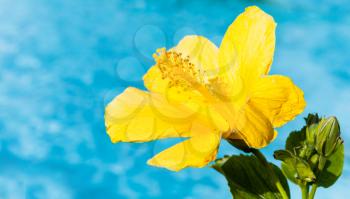 Yellow Hibiscus in bloom over blue background, close-up photo with selective focus