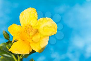 Yellow Hibiscus flower over blue background, close up photo with selective focus