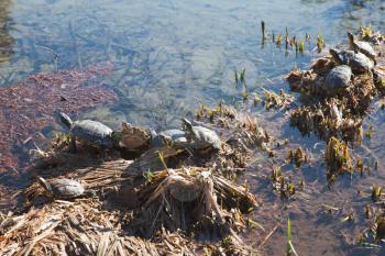 Red-eared slider. Group of semiaquatic turtles sitting on coastal stones near small lake in park