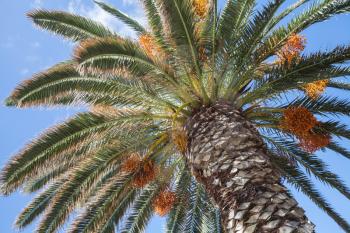 Date palm with edible sweet fruits under blue sky