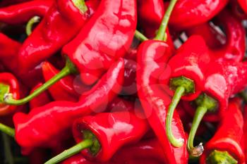 Red hot peppers lay on the counter of street food market on Madeira island, Portugal. Close-up photo with selective focus