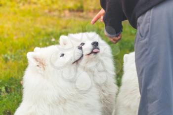White Samoyed dogs on a walk in autumn park