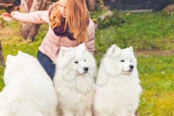 Girl with white Samoyed dogs on a walk in autumn park