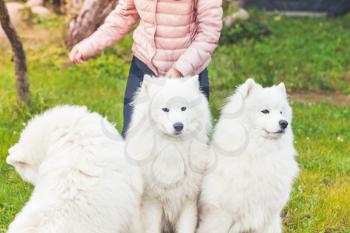 Three white Samoyed dogs on a walk in autumn park