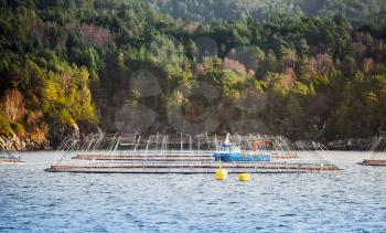 Norwegian fish farm for salmon production in natural environment. Sea fjord, Trondheim region
