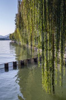 Weeping willow on the coast of West Lake. Popular public park of Hangzhou city, China