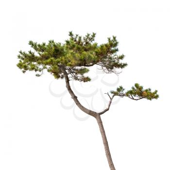 Pine tree isolated on white, natural photo