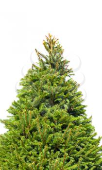 Fresh green spruce tree isolated on white background, vertical photo with soft selective focus
