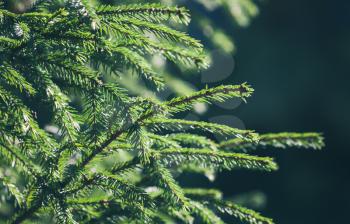 Fresh green spruce branches background. Close up photo with soft selective focus