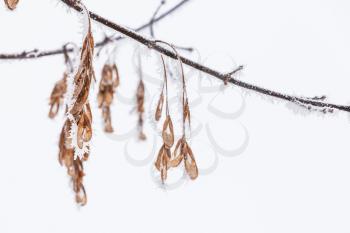 Frozen dry European ash seeds hanging on a branch over white sky background, natural close-up photo with selective focus