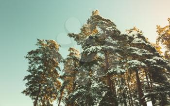 Pine trees covered with snow under bright sky. Winter forest, natural background photo with tonal correction filter effect