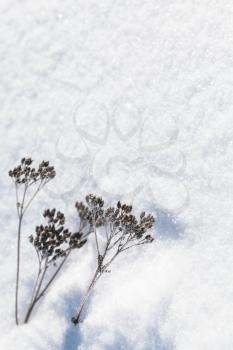 Dry winter flowers lay in fresh snow, natural vertical background photo