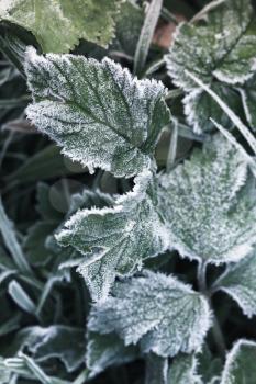 Fresh frost on dark green grass, vertical natural macro photo