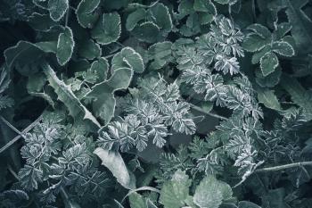 Fresh frost on dark green grass, natural macro photo background