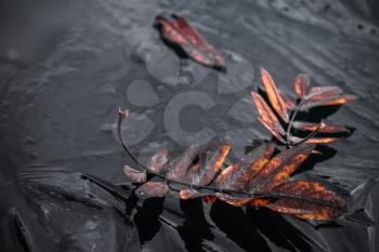 Fallen red rowan tree leaves lay on dark thin ice in October, closeup photo with selective focus