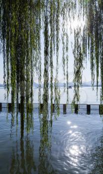 Branches of weeping willow growing on the coast of West Lake. Popular park of Hangzhou city, China