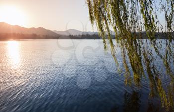 Branches of weeping willow growing on the coast of West Lake. Popular public park of Hangzhou city, China