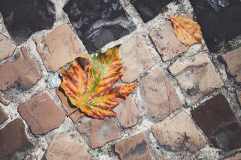 Fallen sycamore leaf lay on cobblestone road in autumnal city, abstract background photo