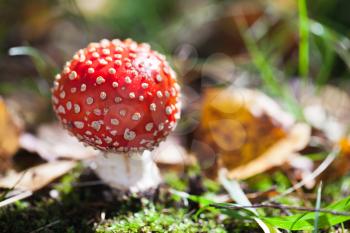 Poisonous mushroom Amanita muscaria, commonly known as the fly agaric or fly amanita grows in summer forest