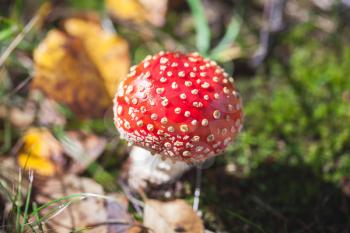 Poisonous mushroom Amanita muscaria, commonly known as the fly agaric or fly amanita grows in summer European forest