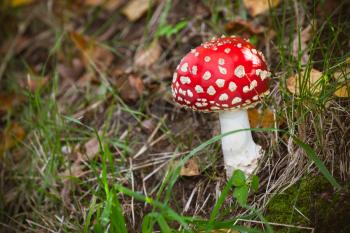 Bright red poisonous mushroom Amanita muscaria, commonly known as the fly agaric or fly amanita grows in summer European forest