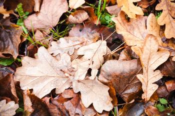 Dry autumn oak tree leaves lay on the ground, natural background photo texture