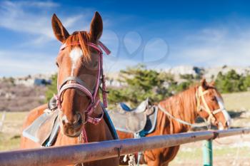 Close-up portrait of two red horses standing tethered on a mountain meadow at summer day, selective focus