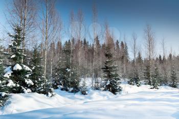 Spruces in winter forest, rural landscape of Finland