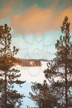 Pine trees on a lake coast. Rural winter landscape, Finland. Vintage tonal correction, old style filter effect