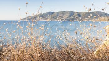 Dry grass and flowers with still sea on a background. Coastal landscape of Zakynthos island, Greece