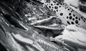 Angler fish and other seafood lay on counter in fish shop, black and white photo with selective focus