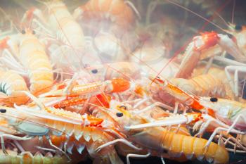 Norway lobsters in aquarium on seafood market in Bergen, Norway
