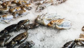 Fresh small octopuses and cuttlefishes lay on ice in seafood shop