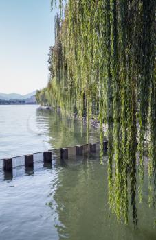 Branches of weeping willow growing on the coast of West Lake.Popular public park of Hangzhou, China